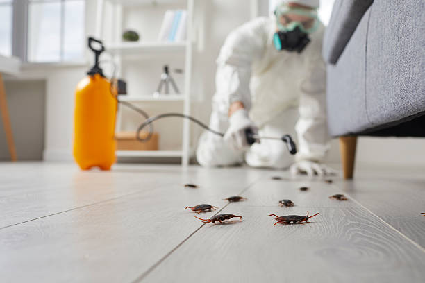 Post-Treatment Bed Bug Interceptor Monitoring in Makawao